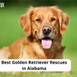 Golden Retriever Rescues in Alabama