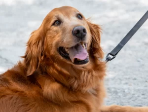 Grand strand golden retriever sales rescue