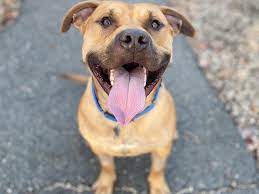 Happy Ending Animal Rescue (DogRescueWY) 