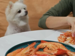 Health Benefits of Shrimp for Dogs