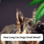 How-Long-Can-Dogs-Smell-Weed-template