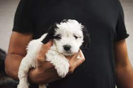 How to Choose Small Dog Rescues in Alabama