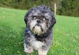 How To Find A Reputable Shih Tzu Rescue Centre In The UK  E1672635029786 