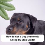 How-to-Get-a-Dog-Unstoned-A-Step-By-Step-Guide-template