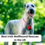 Irish Wolfhound Rescues in the UK
