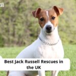 Jack Russell Rescues in the UK