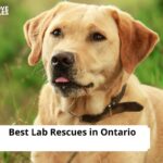Lab Rescues in Ontario