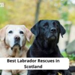 Labrador Rescues in Scotland