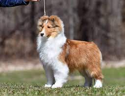 Athill shelties hot sale