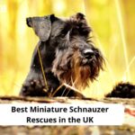 Miniature Schnauzer Rescues in the UK