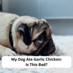 My-Dog-Ate-Garlic-Chicken-Is-This-Bad-template