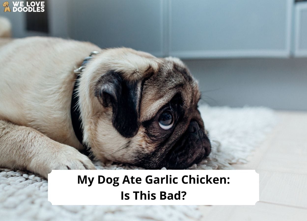 My dog clearance ate garlic chicken