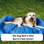 My-Dog-Bed-Is-Wet-But-Its-Not-Urine-Causes-and-Treatments-template
