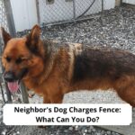 Neighbors-Dog-Charges-Fence-What-Can-You-Do-template