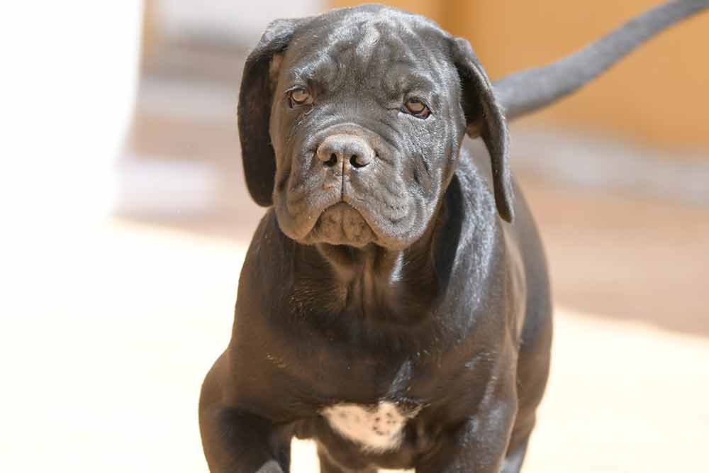 Cane Corso Rescues Near Me Find Your Furry Friend Today