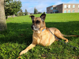 Precious Paws Animal Rescue (SmallDogAustralia)
