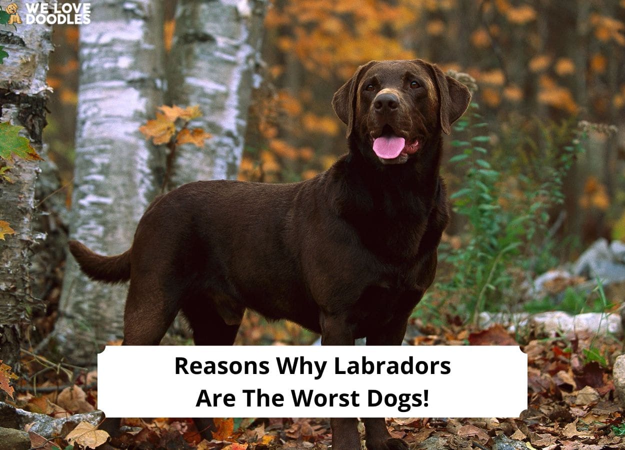 4 Reasons Why Labradors Are the Worst Dogs! (2024) We Love Doodles