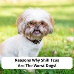 Reasons-Why-Shih-Tzus-Are-The-Worst-Dogs-template