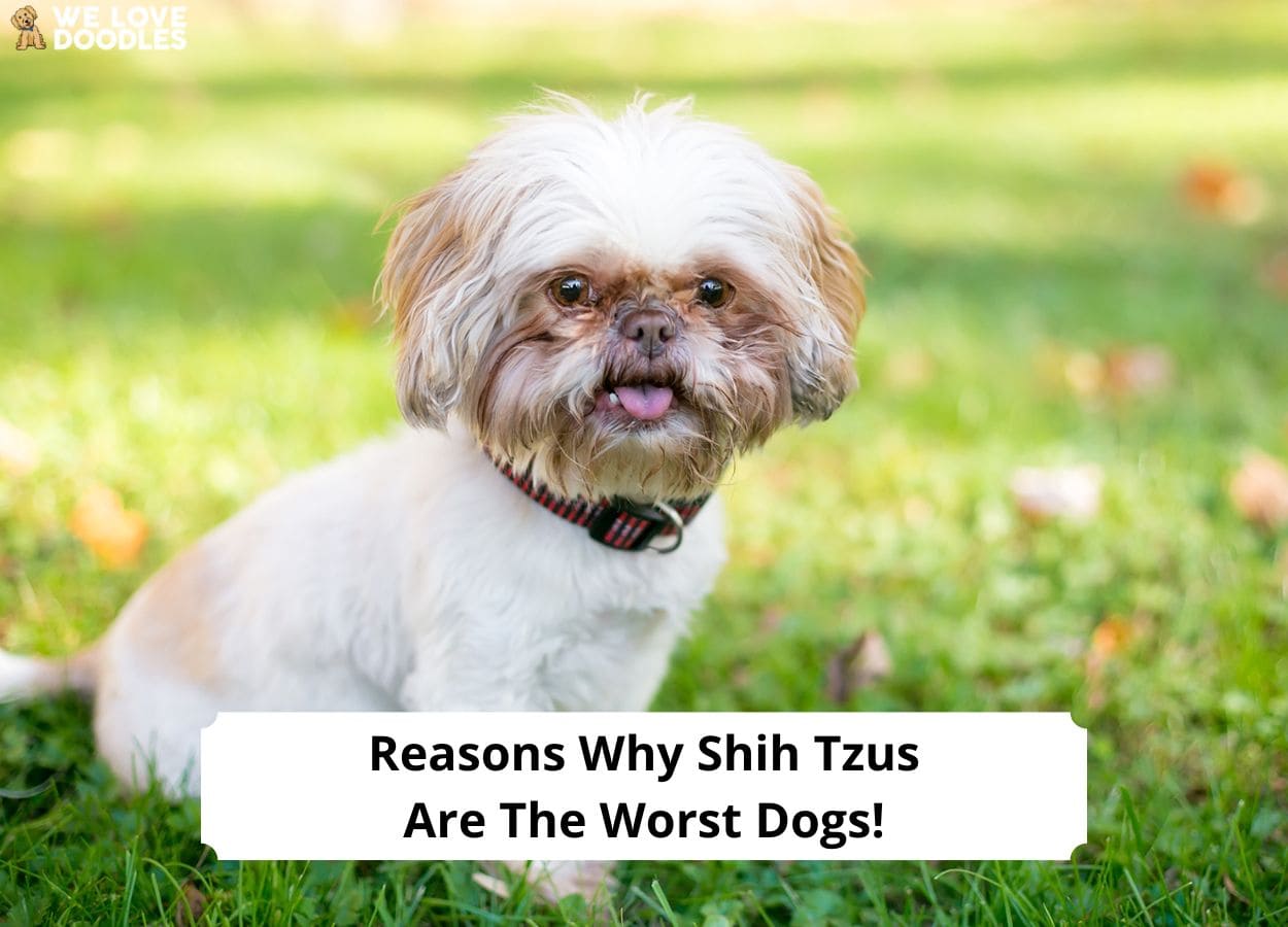 Why Shih Tzus Are The Worst Dogs