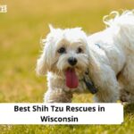 Shih Tzu Rescues in Wisconsin