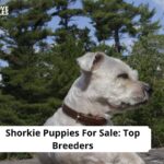 Shorkie Puppies For Sale