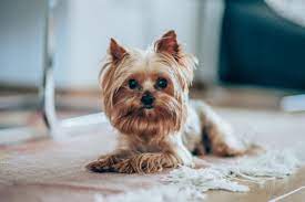 Find a Shorkie Breeder in the United States