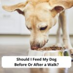 Should-I-Feed-My-Dog-Before-Or-After-a-Walk-template