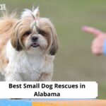 Small Dog Rescues in Alabama