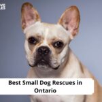 Small Dog Rescues in Ontario