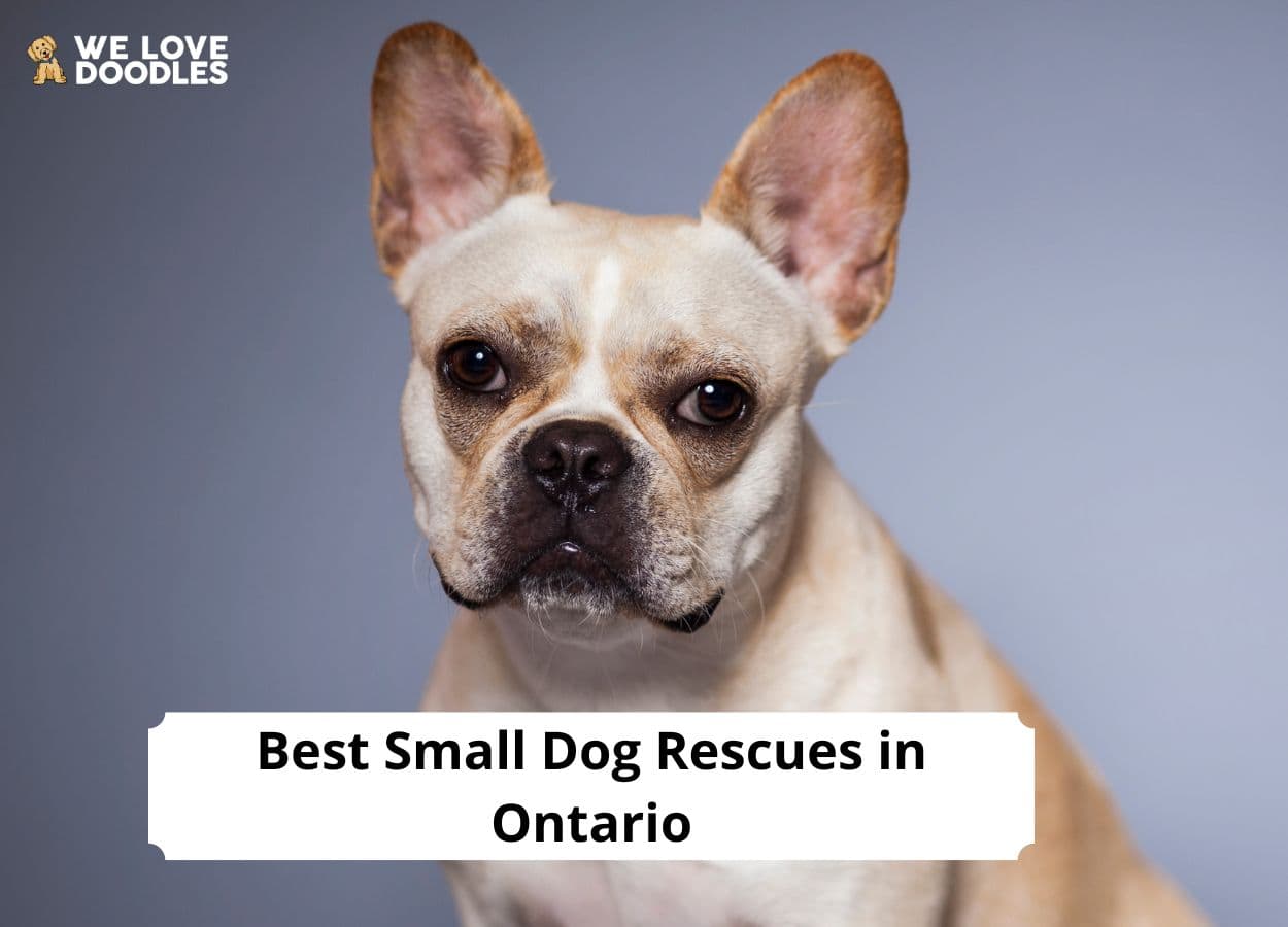 5 Best Small Dog Rescues In Ontario   Small Dog Rescues In Ontario 