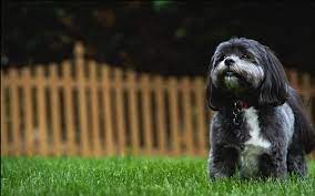Southern Shih Tzu Rescue (ShihTzuUK)