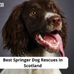 Springer Dog Rescues in Scotland