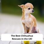 The-6-Best-Chihuahua-Rescues-in-the-UK-template