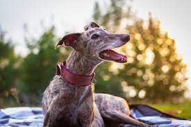 The 6 Best Whippet Rescues in the UK! (2023)