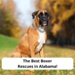 The-Best-Boxer-Rescues-in-Alabama-template