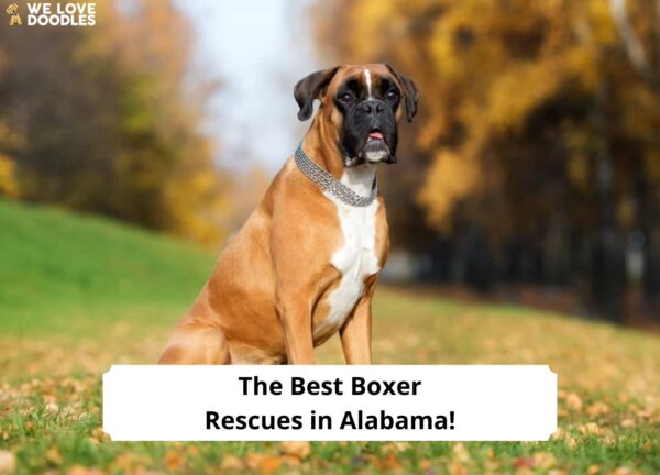 The 4 Best Boxer Rescues in Alabama! - We Love Doodles