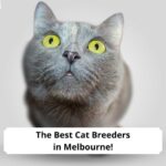 The-Best-Cat-Breeders-in-Melbourne-template