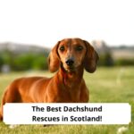 The-Best-Dachshund-Rescues-in-Scotland