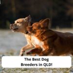 The-Best-Dog-Breeders-in-QLD-template