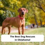 The-Best-Dog-Rescues-in-Oklahoma-template