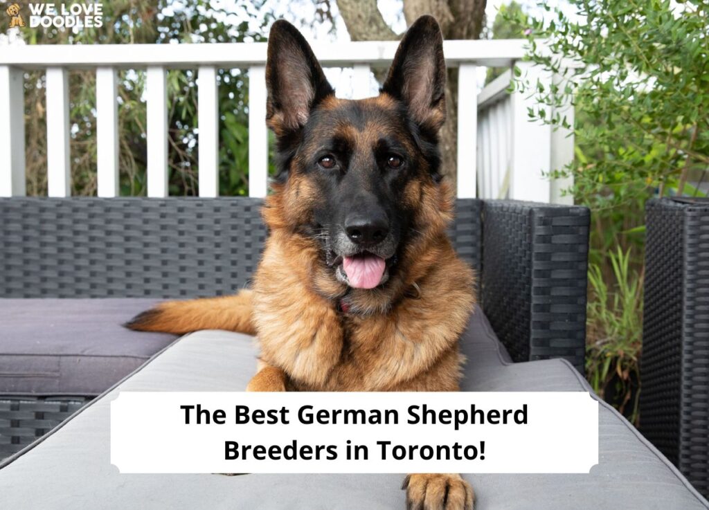 The 5 Best German Shepherd Breeders In Toronto   The Best German Shepherd Breeders In Toronto Template 1024x737 