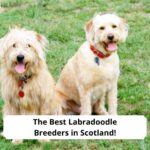 The-Best-Labradoodle-Breeders-in-Scotland-template