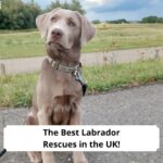 The-Best-Labrador-Rescues-in-the-UK-template