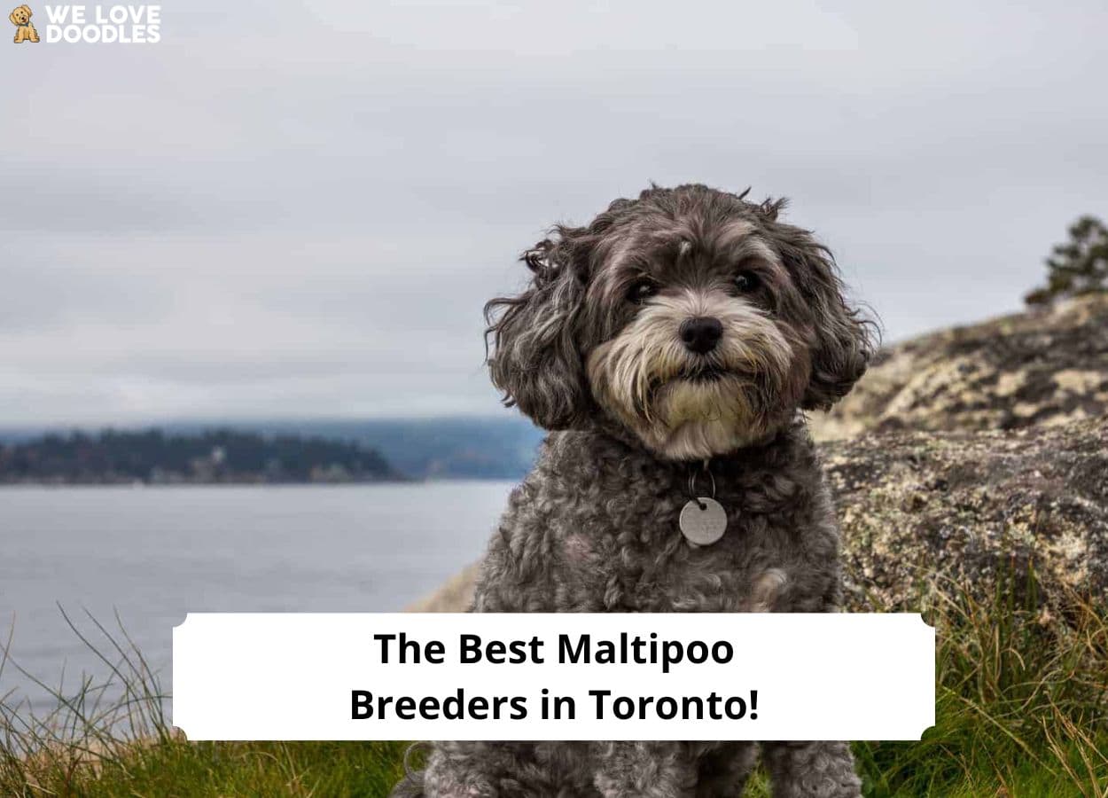 The 6 Best Maltipoo Breeders In Toronto 2024 We Love Doodles   The Best Maltipoo Breeders In Toronto Template 