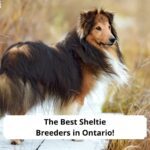 The-Best-Sheltie-Breeders-in-Ontario-template