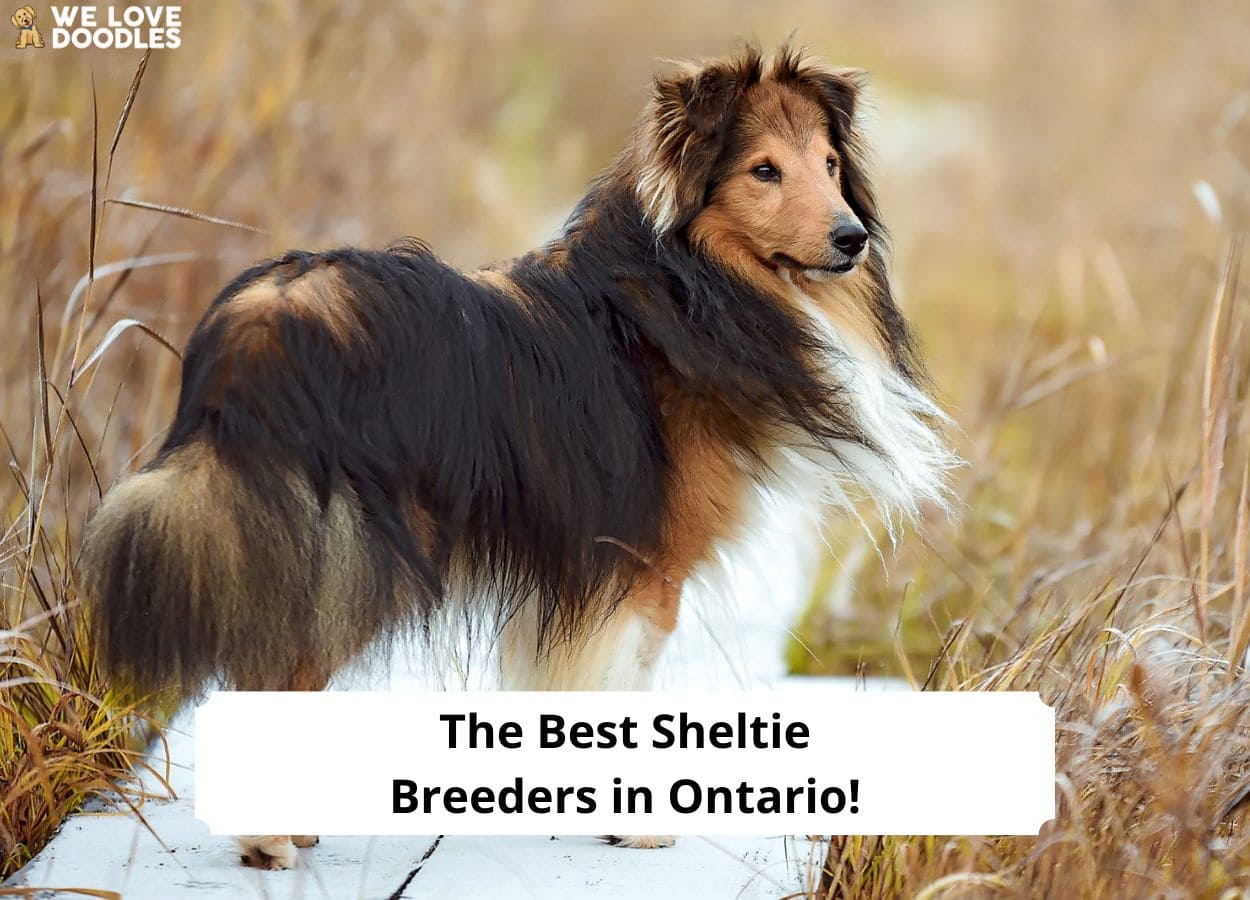 Athill shelties store