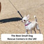 The-Best-Small-Dog-Rescue-Centers-in-the-UK-template