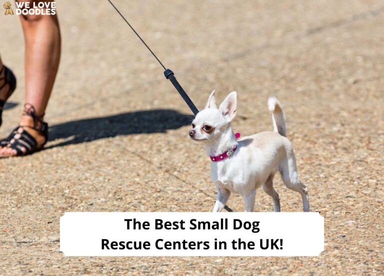 The 5 Best Small Dog Rescue Centers in the UK! (2024) We Love Doodles