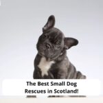 The-Best-Small-Dog-Rescues-in-Scotland-template