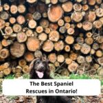 The-Best-Spaniel-Rescues-in-Ontario-template